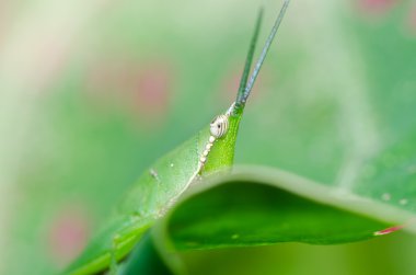 Grasshopper in green nature