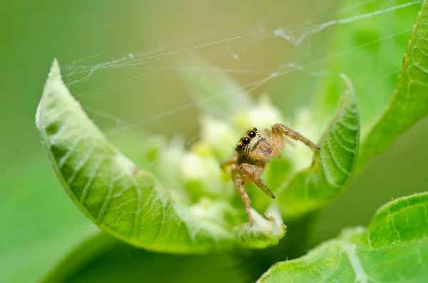 Ugrás pók a zöld természetben — Stock Fotó