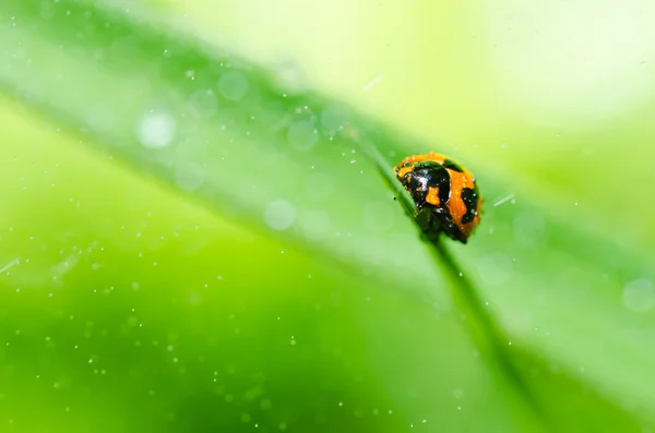 緑の自然のてんとう虫 — ストック写真