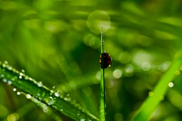 Coccinella nella natura verde — Foto Stock