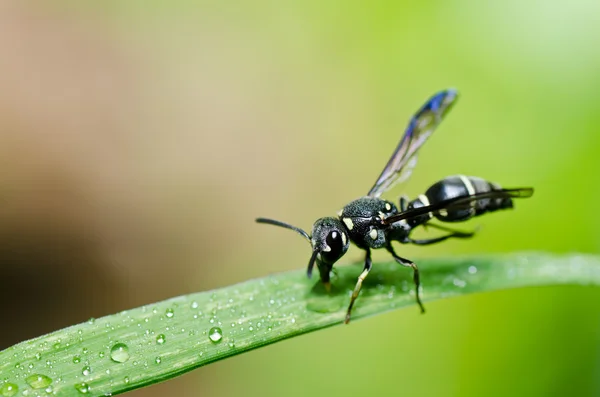 Siyah wasp yeşil doğa veya Bahçe — Stok fotoğraf
