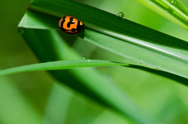 Coccinella nella natura verde — Foto Stock