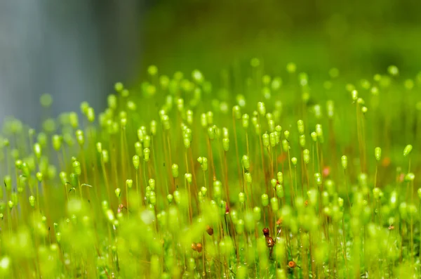 Φρέσκο βρύα στην καταπράσινη φύση — Φωτογραφία Αρχείου