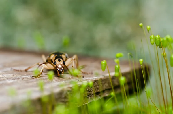 Bug marrom na natureza verde — Fotografia de Stock