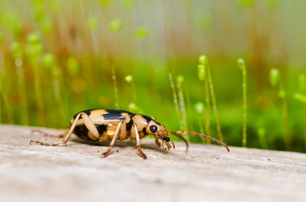Brown bug in green nature — Stock Photo, Image