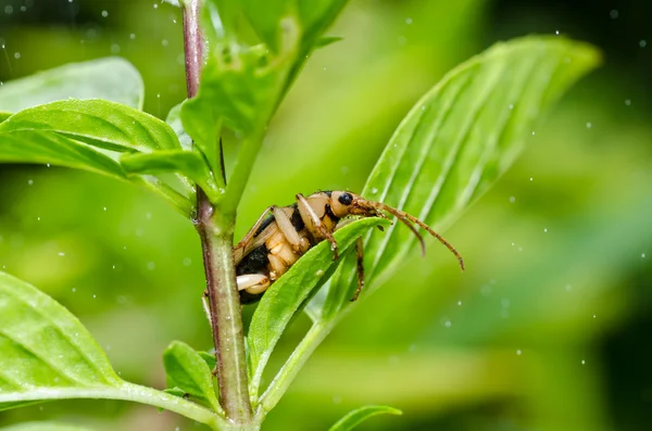 Bruin bug in de groene natuur — Stockfoto