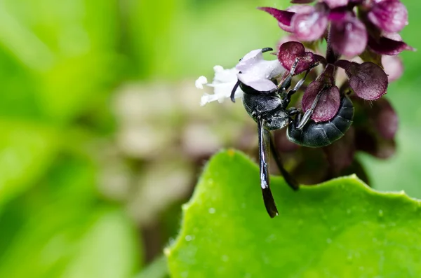 Zwarte wasp in de groene natuur of in de tuin — Stockfoto