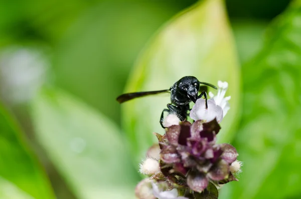 Black wasp in green nature or in garden — Stock Photo, Image