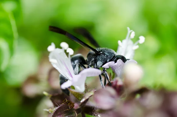 緑の自然や庭園の黒いスズメバチ — ストック写真