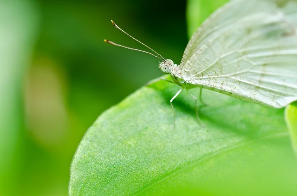 Butterfly in green nature — Stock Photo, Image