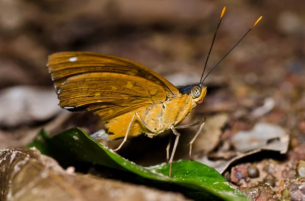 Papillon dans la nature verte — Photo