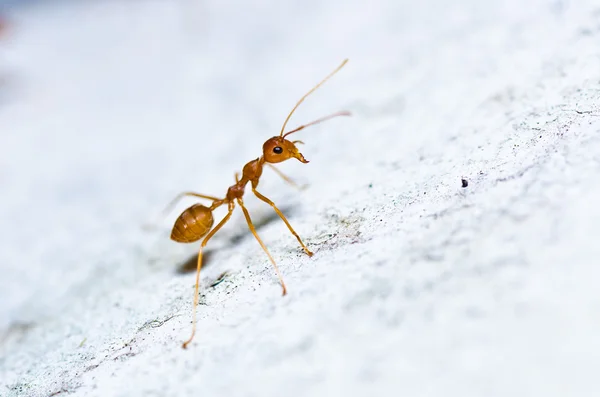 Rød myre i grøn natur - Stock-foto