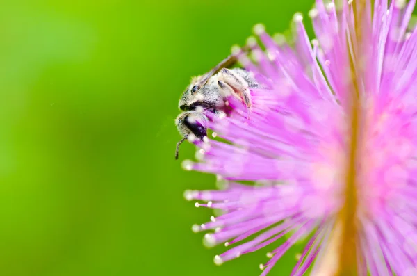 Μέλισσα στην καταπράσινη φύση — Φωτογραφία Αρχείου