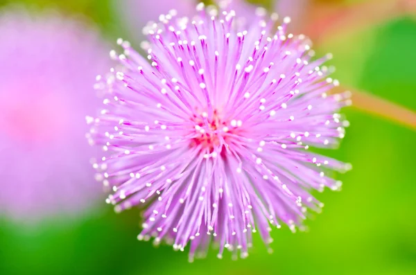 Sensitive plant - Mimosa pudica in green nature — Stock Photo, Image