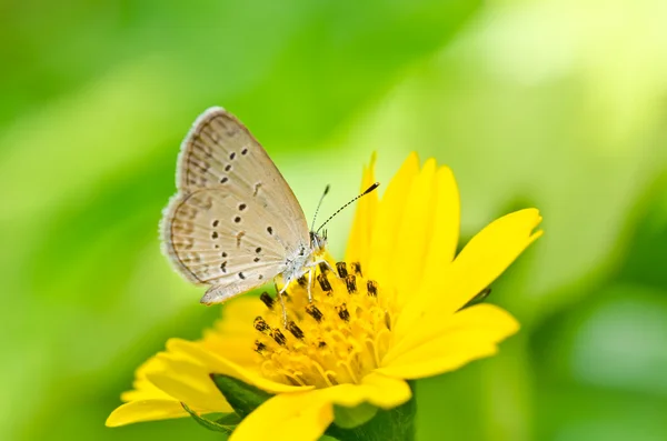 緑の自然界の蝶 — ストック写真