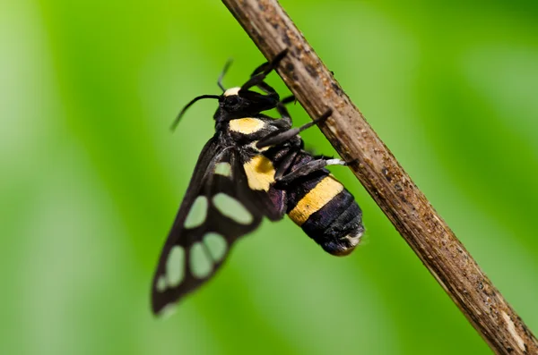 Motyl w zielonej naturze — Zdjęcie stockowe