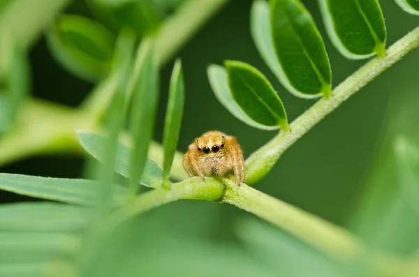 Стрибки павука в зеленій природі — стокове фото
