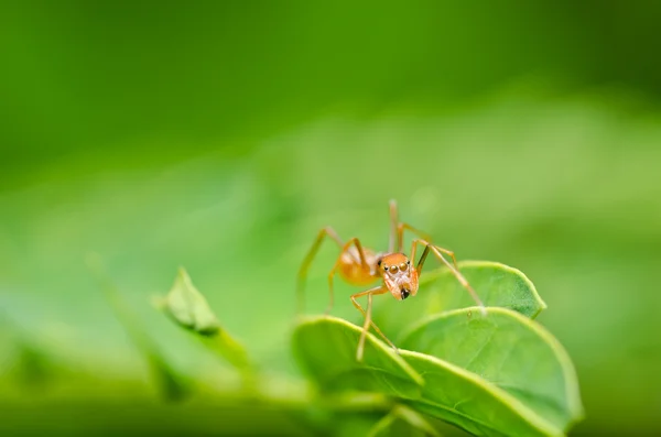 Rode mier spin in de groene natuur — Stockfoto