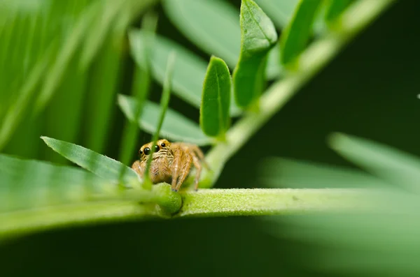 Jumping αράχνη στο πράσινο της φύσης — Φωτογραφία Αρχείου