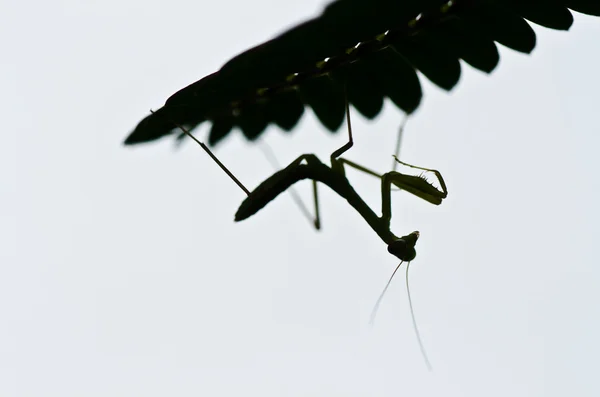 Mantis dans la nature verte — Photo