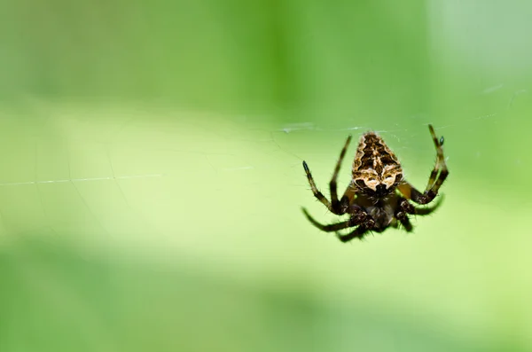 Araignée dans la nature — Photo