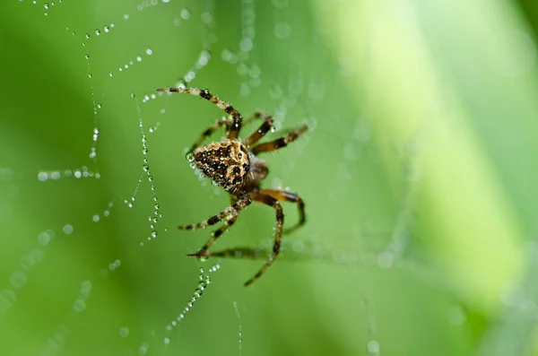 Pók a természetben — Stock Fotó