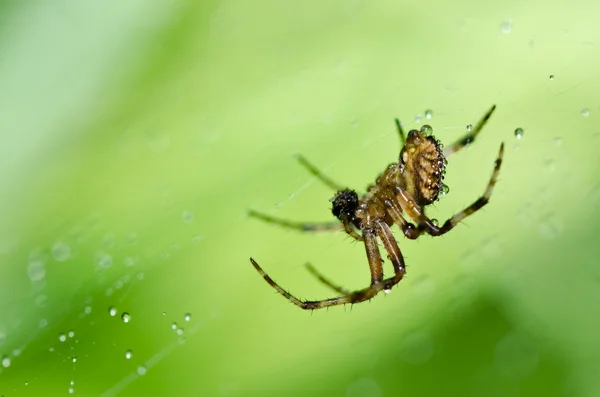 自然の中でクモ — ストック写真