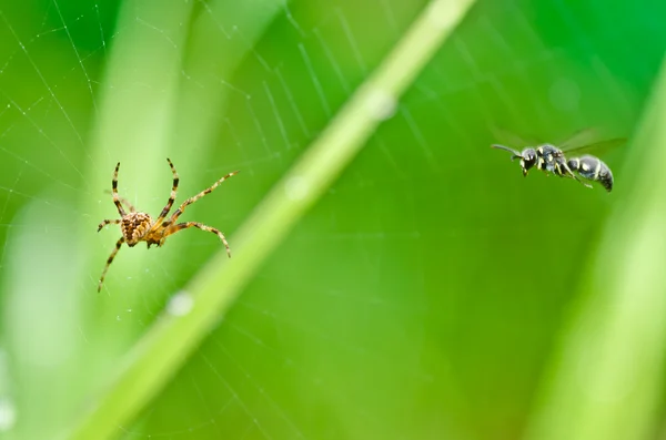 Spider and little wasp in nature — Stock Photo, Image