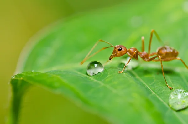 Hormiga roja en la naturaleza verde —  Fotos de Stock