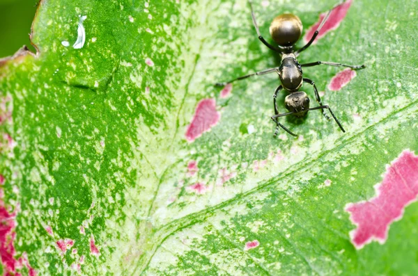 Hormiga negra en naturaleza verde — Foto de Stock