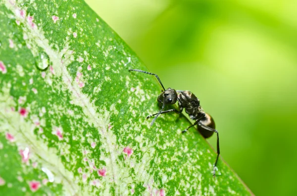 緑の自然の中で黒蟻 — ストック写真