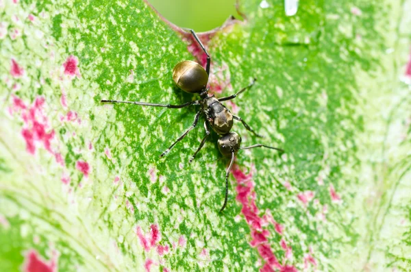 Černý mravenec v zeleni — Stock fotografie