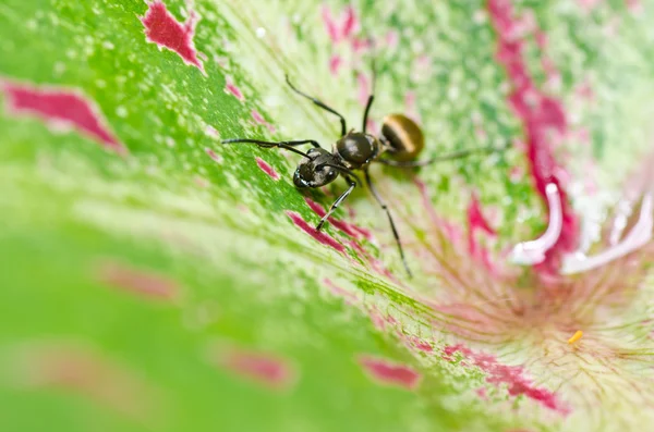 Hormiga negra en naturaleza verde —  Fotos de Stock