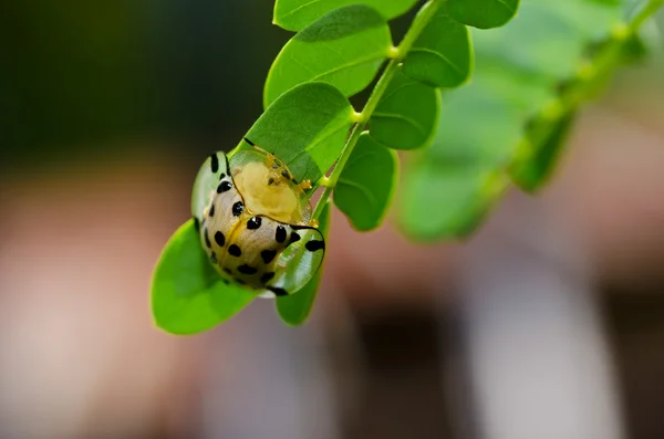 Pomarańczowy chrząszcz w zieleni — Zdjęcie stockowe