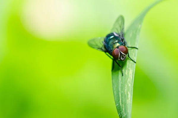緑の自然の中で飛ぶ — ストック写真