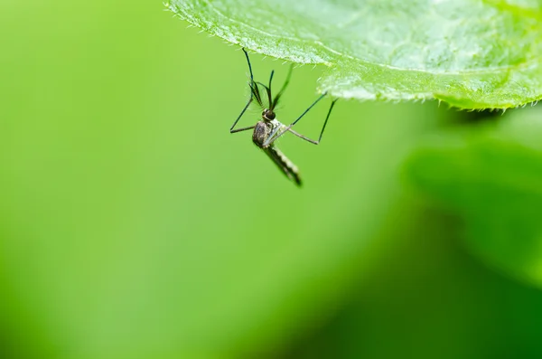 Komár v přírodě — Stock fotografie