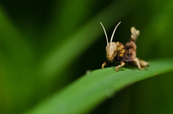 Grasshopper en la naturaleza verde —  Fotos de Stock