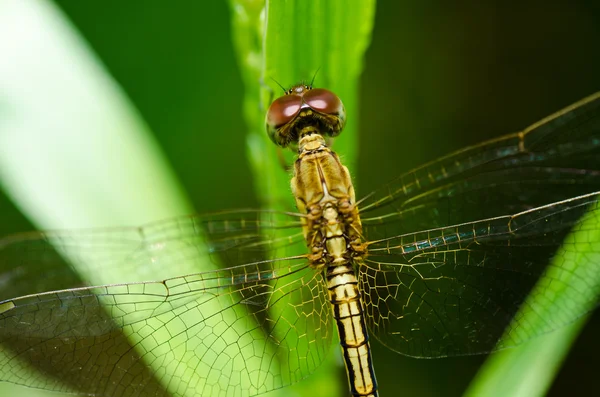 Dragonfly in garden — Stock Photo, Image