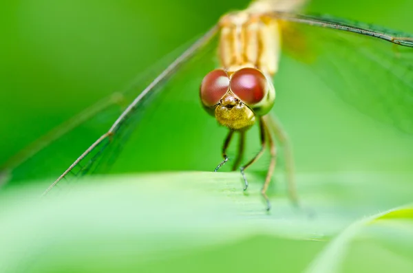 Vážka v zahradě — Stock fotografie