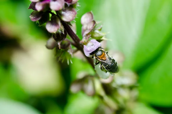 Bee in de groene natuur — Stockfoto
