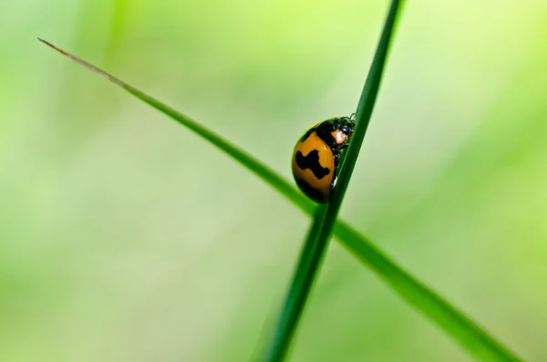 Marienkäfer in grüner Natur — Stockfoto