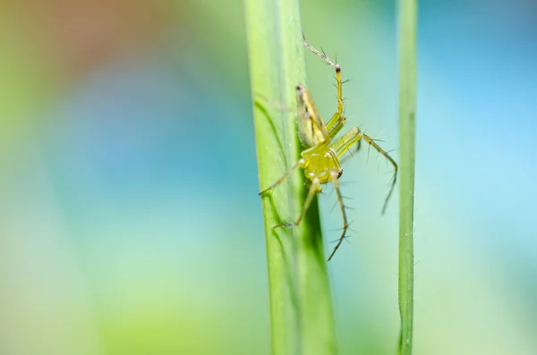 Lange benen spin in de groene natuur — Stockfoto