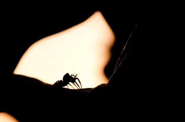 Akşam örümcek atlama — Stok fotoğraf