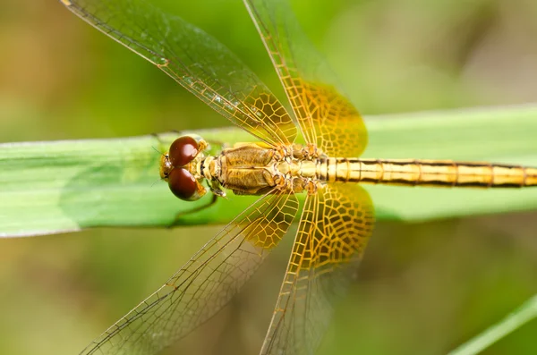 Dragonfly i trädgården — Stockfoto