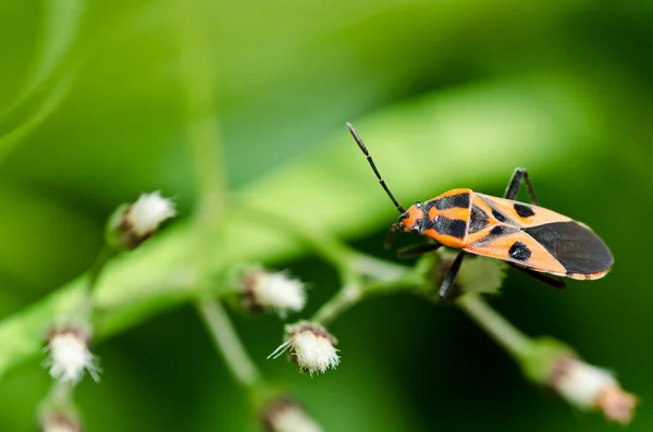 Red bug in green nature — Stock Photo, Image