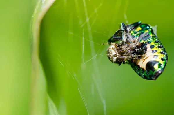 Doğada örümcek — Stok fotoğraf