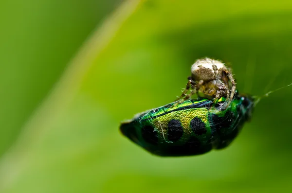 Pająk jeść beetle klejnot — Zdjęcie stockowe