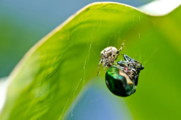 Spinnen fressen Juwelenkäfer — Stockfoto