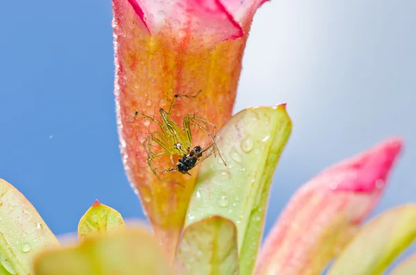 Piernas largas araña en la naturaleza verde —  Fotos de Stock
