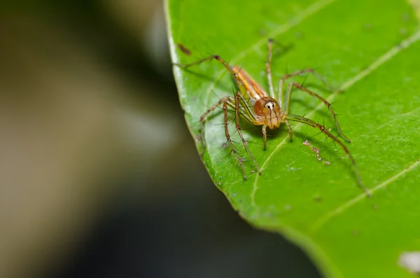 Long legs spider in green nature — Stock Photo, Image